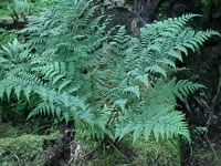 A Coastal Wood Fern, Dryopteris arguta